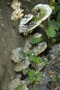 Tree fungus growth, excrescence on a tree trunk Royalty Free Stock Photo