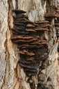 Tree fungus