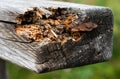 Tree fungus and moisture destroy beam from a wooden railing. Royalty Free Stock Photo