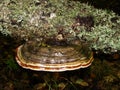 Vibrant Reishi Mushroom in the Forest. Very nice red belt conk mushroom - fomitopsis pinicola - with guttation drops on a tree