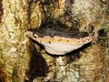 Vibrant Reishi Mushroom in the Forest. Very nice red belt conk mushroom - fomitopsis pinicola - with guttation drops on a tree