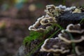 tree fungus mushroom in forest Royalty Free Stock Photo