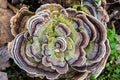 Tree Fungus, mushroom Royalty Free Stock Photo