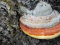 Tree fungus with an orange stripe on a birch