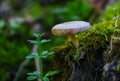 Tree fungus of the Pluteaceae family on a rotten stump among the grass Royalty Free Stock Photo