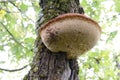 Tree fungus (Schillerporling) Royalty Free Stock Photo