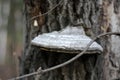 The tree fungus on the surface is painted in shades of gray. A dark stripe runs along the edge. It grows on a tree with rough bark Royalty Free Stock Photo