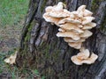 Tree fungus on tree bark Royalty Free Stock Photo