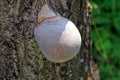Tree fungus on the trunk of an old tree Royalty Free Stock Photo