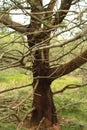 Tree Royalty Free Stock Photo