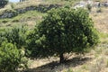 Tree of the galillea heights. Tree on the hill.