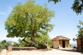 Tree on the Garai Tower - Phan Rang Viet Nam