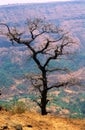 Tree at Garbet Point, Matheran, Maharashtra, India Royalty Free Stock Photo