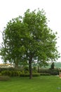 Tree in garden Royalty Free Stock Photo