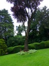 Tree in the garden. Royalty Free Stock Photo