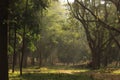 Tree garden in Cubbon Park at Bangalore India