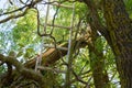 Storm damage of a tree