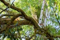 Storm damage of a tree