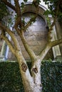 Tree in the Garden of MET Cloisters, NYC Royalty Free Stock Photo