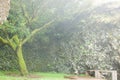 The tree Garoe, El Hierro. Royalty Free Stock Photo