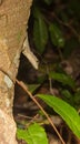 Tree Gecko head down on a log at nighttime Royalty Free Stock Photo