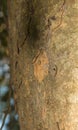 Tree Gecko head down nighttime Kenya Africa Royalty Free Stock Photo