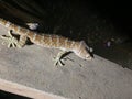 Tree gecko Stenodactylus petrii looking for food, Poho gecko. Close-headed tree gecko (Stenodactylus petrii