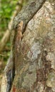 Tree Gecko on a tree