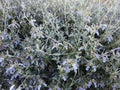 Tree germander or shrubby germander plant and flowers