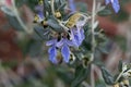 Tree Germander Teucrium fruticans