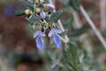 Tree Germander Teucrium fruticans Royalty Free Stock Photo