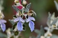 Tree Germander Teucrium fruticans