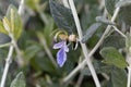 Tree Germander Teucrium fruticans Royalty Free Stock Photo