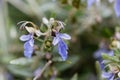 Tree Germander Teucrium fruticans Royalty Free Stock Photo