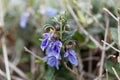 Tree Germander Teucrium fruticans Royalty Free Stock Photo