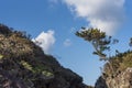 Tree on Volcanic rock