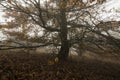 Tree with giant branches on meadow in autumn