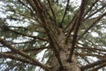 tree with giant branches seen from below Royalty Free Stock Photo