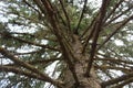 tree with giant branches seen from below