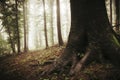 Tree with giant roots in mysterious autumn forest with fog