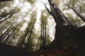 Tree with giant rots in mysterious fantasy forest Royalty Free Stock Photo