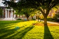 Tree and Gilman Hall at John Hopkins University in Baltimore, Ma