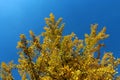 Tree of ginkgo biloba with yellow leaves in autumn against blue sky Royalty Free Stock Photo