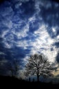 A tree in the gloomy sky