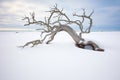 tree with gnarled branches on a snow drift by the sea