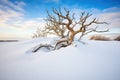 tree with gnarled branches on a snow drift by the sea