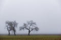 tree gnarled trees on a field in the fog