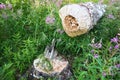 A tree gnawed by a beaver. Damaged bark and wood. The work of a beaver for the construction of a dam. Taiga biome Royalty Free Stock Photo