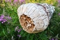 A tree gnawed by a beaver. Damaged bark and wood. The work of a beaver for the construction of a dam. Taiga biome Royalty Free Stock Photo