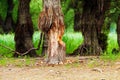 Tree gnawed by beavers Royalty Free Stock Photo